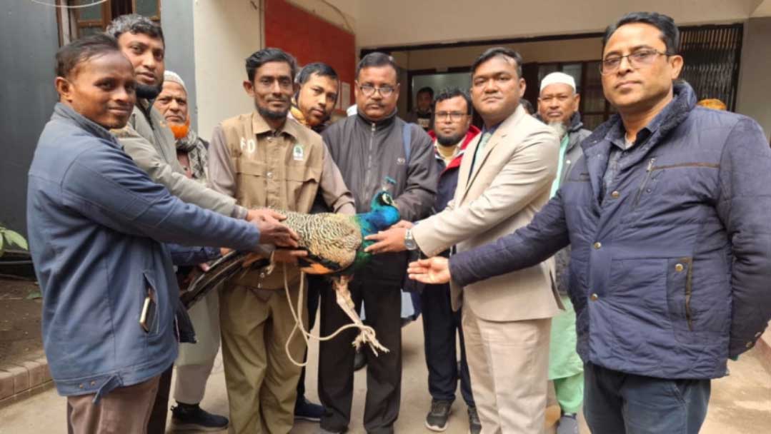 কুড়িগ্রামে ধরা পড়লো বিলুপ্তপ্রায় ময়ূর
