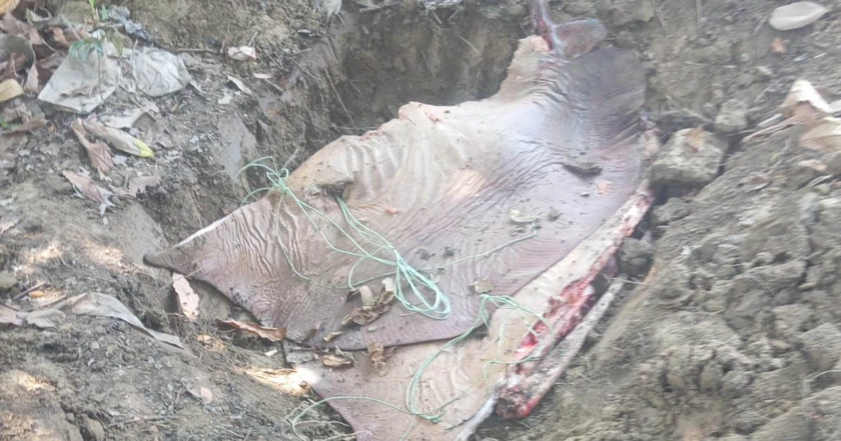 নোয়াখালীতে ১১৩ কেজির শাপলাপাতা মাছ জব্দ, অতঃপর