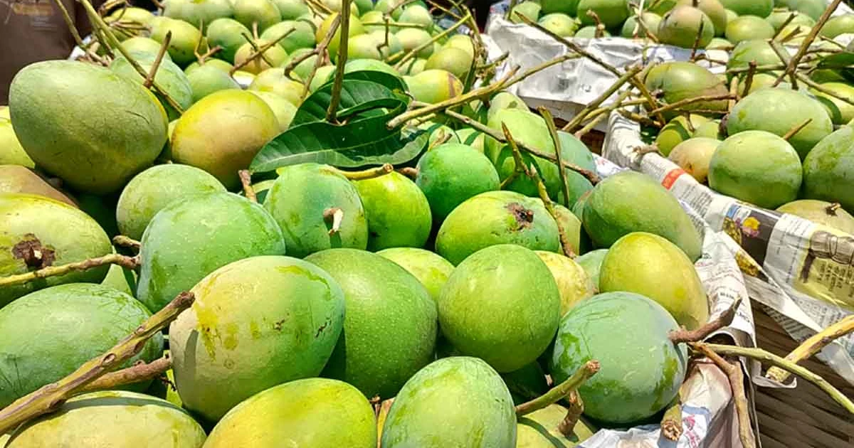 হিমসাগর বাজারে কবে আসছে জানালেন ডিসি