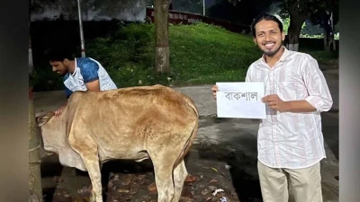 ‘বাকশাল’ নামে গরু জবাই, আম্মারের নেতৃত্বে ‘জুলাই জিয়াফত’