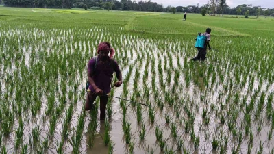 কলাপাড়ায় ফসলি জমিতে অতিরিক্ত মাত্রায় কীটনাশক প্রয়োগ, দেশীয় মাছ বিলুপ্তির মুখে