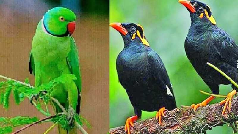 ফেসবুকে বন্যপ্রাণীর বিজ্ঞাপন ক্রয়-বিক্রয় নিষিদ্ধ