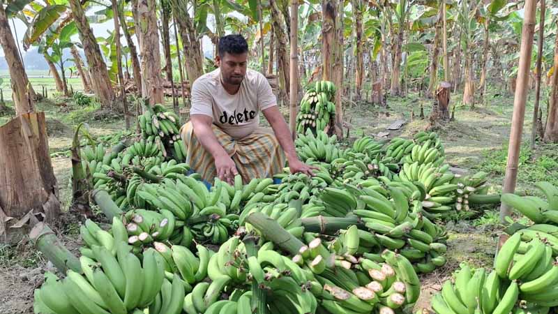 পলাশে কৃষকের ৩০০ কলার ছড়ি কেটে ফেলল দুর্বৃত্তরা