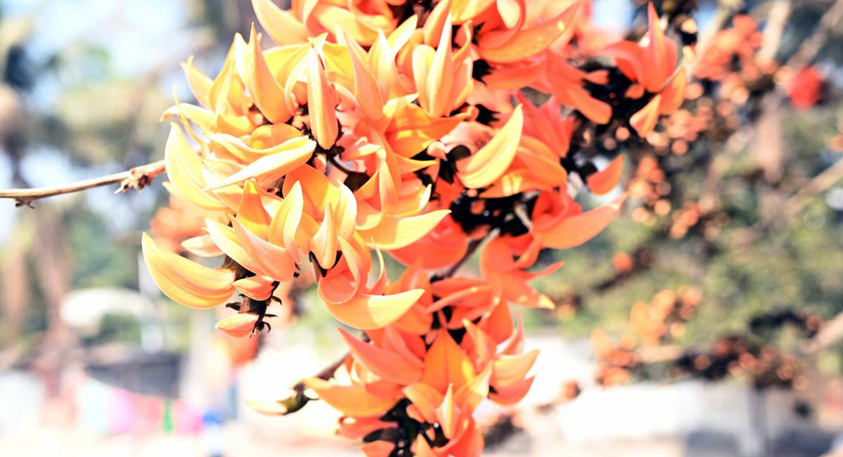 আজ পহেলা ফাল্গুন, ভালোবাসার দিন