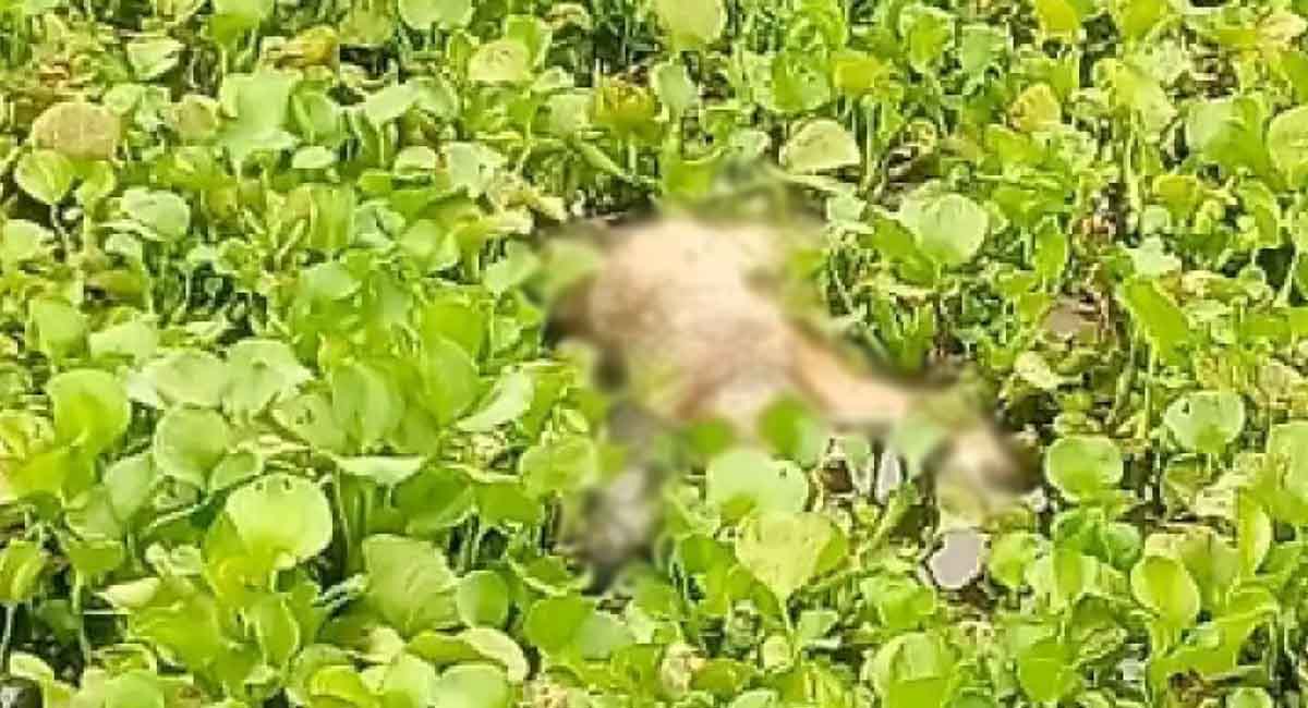 বাবা-মায়ের ঝগড়ার ‘বলি’ ৭ মাসের শিশু!
