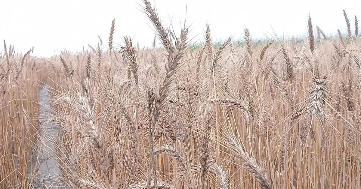 নতুন জাতের গমে সম্ভাবনা