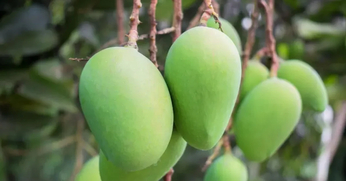 রাজশাহীর আমের সাম্রাজ্যে যেভাবে ভাগ বসাচ্ছে সাতক্ষীরা