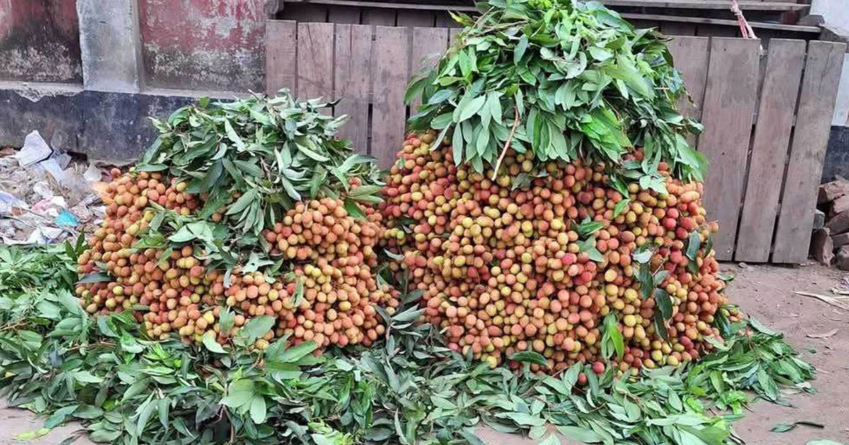 লাভের আশায় দেদার বিক্রি স্বাদহীন অপরিপক্ব লিচু