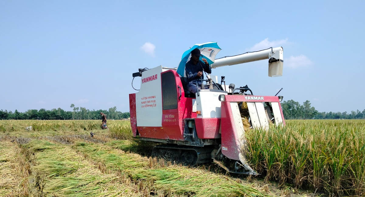 গাইবান্ধায় কৃষকের বিপদে আশা জাগাচ্ছে কম্বাইন হারভেস্টার