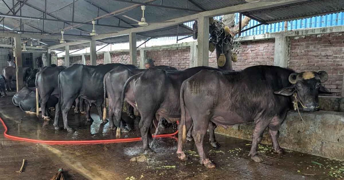 ভালুকায় কোরবানির পশুর প্রস্তুতি সম্পন্ন, বাজারে ভালো দামের আশা