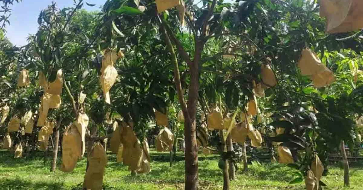 রাজশাহীর আম যাচ্ছে ফ্রান্সে