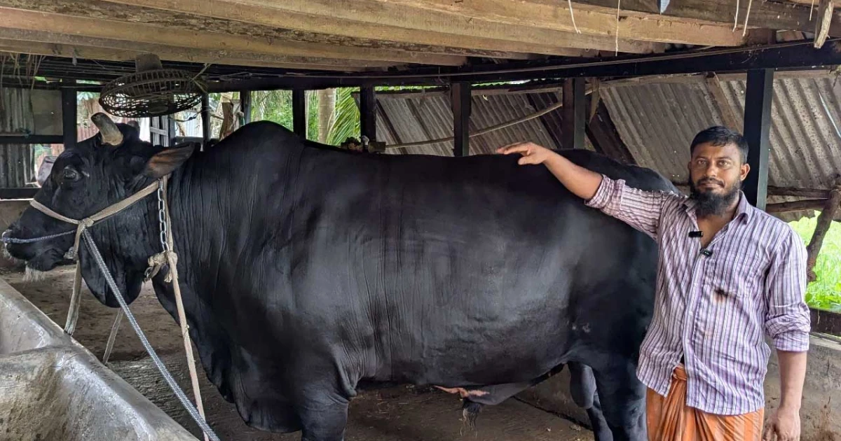 খালেদা জিয়াকে ‘কালো মানিক’ উপহার দেওয়া সোহাগ মৃধা গ্রেপ্তার