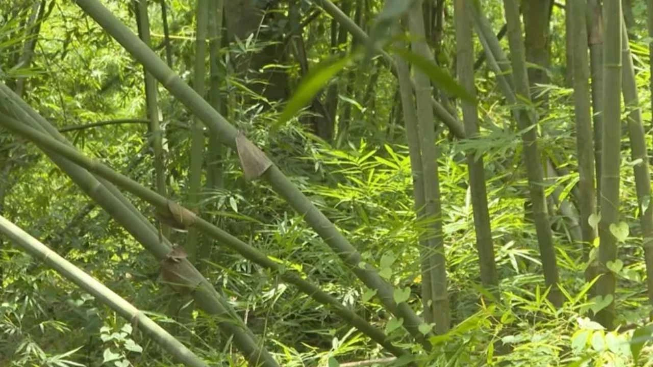 বিশ্ব বাঁশ দিবস আজ, কেন দিনটি পালিত হয়