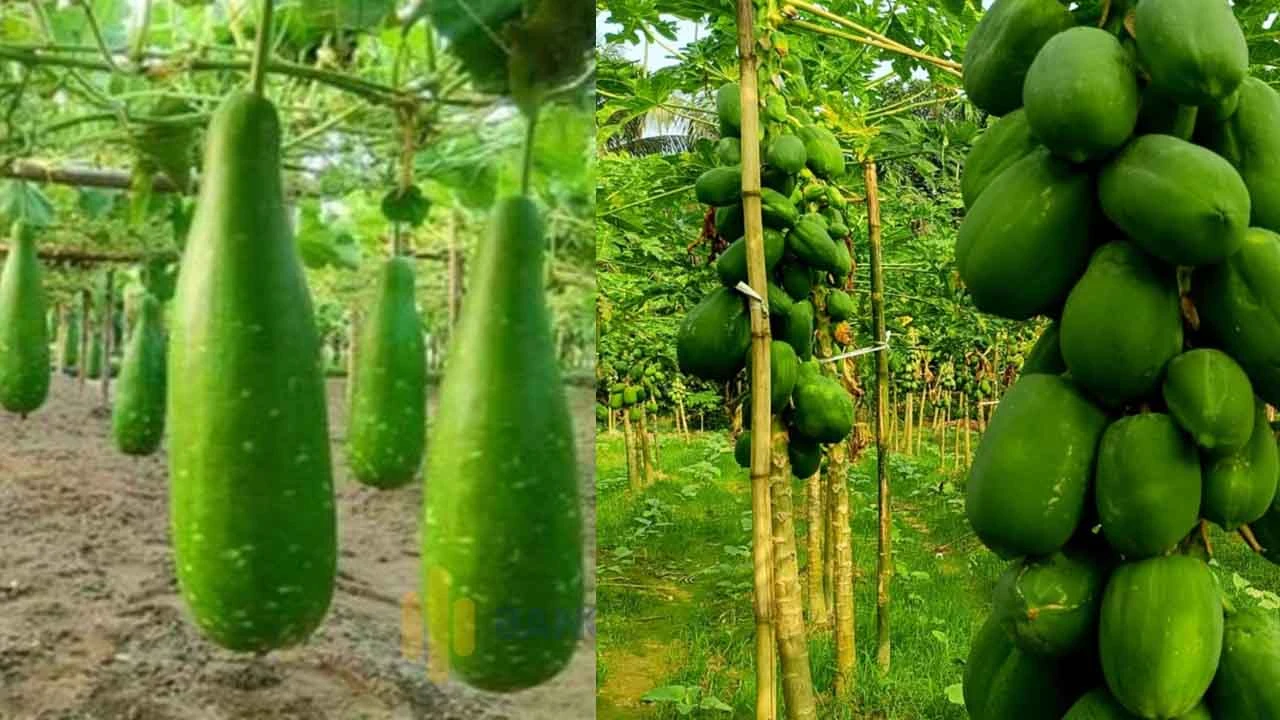 পেঁপের কেজি তিন টাকা, চার লাউ এক টাকা
