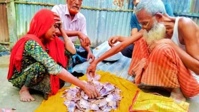 কৃষকের কষ্টের জমানো লাখ টাকা উইপোকার পেটে