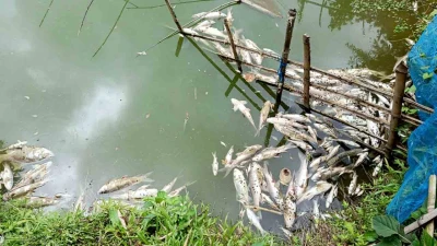 মহাদেবপুরে পুকুরে বিষ প্রয়োগে চার লাখ টাকার মাছ নিধন