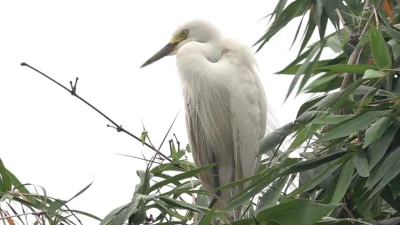 'পাখির গ্রামে' বক, পানকৌড়ি, ঘুঘু, শালিকের মেলা