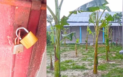 চাকরি না পেয়ে স্কুল মাঠে কলাগাছ লাগালেন জমিদাতা