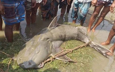 ব্রহ্মপুত্রের এক বাগাড় মাছের দাম ১ লাখ ৩৫ হাজার টাকা